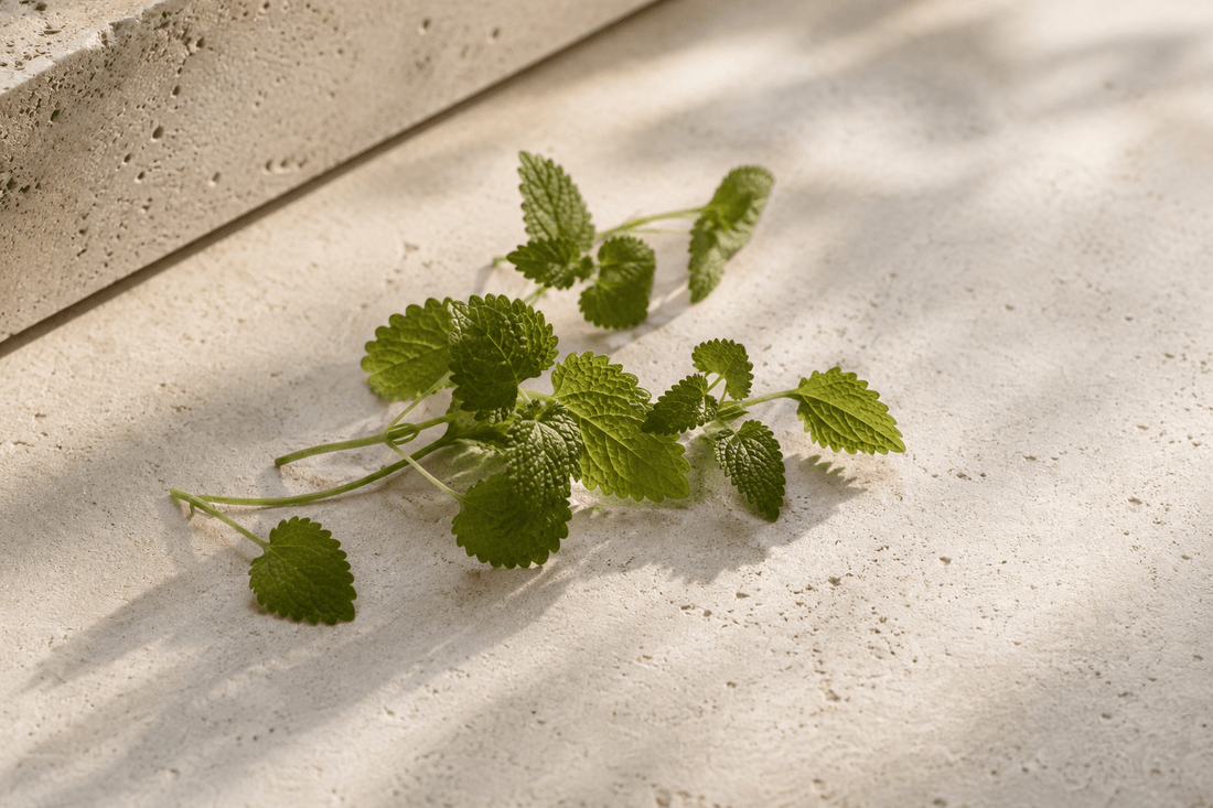 Lemon Balm: A Centuries-Old Ingredient, Tested by Modern Science - Ondo Motion
